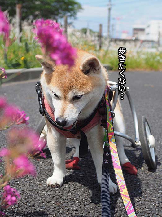 犬の散歩嫌いって 湘南凸凹柴wan日記 Powered By ライブドアブログ