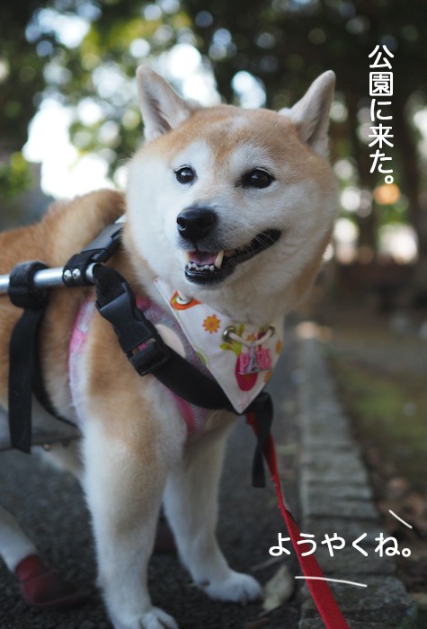 散歩嫌いの犬には見えないんだけどなぁ 湘南凸凹柴wan日記 Powered By ライブドアブログ