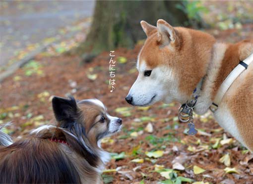 犬に 男顔 女顔 ってあるのかな 湘南凸凹柴wan日記 Powered By ライブドアブログ