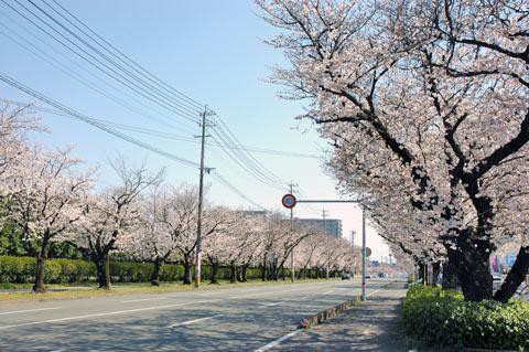 九州桜名所 健軍自衛隊通リ 熊本県熊本市東区 九州 桜の名所案内所