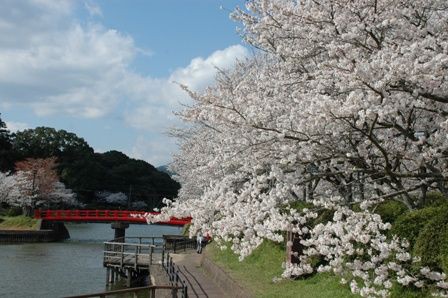 九州桜名所 甘木公園 福岡県朝倉市菩提寺 九州 桜の名所案内所