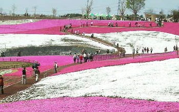 芝桜名所 太田市北部運動公園 群馬県太田市 全国のオススメ芝桜名所を案内しています