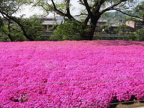 無料ダウンロード 福岡 花 名所 100 で最高の画像