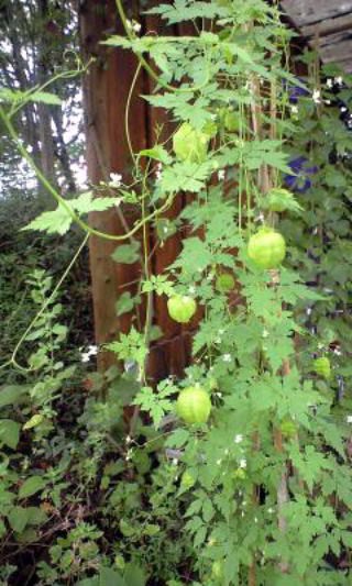 ふうせんかずら ブログあれこれ