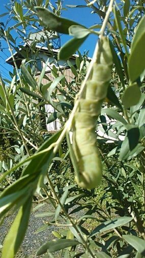 オリーブ好みの青虫 ブログあれこれ