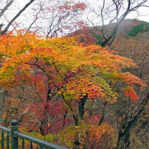 名勝 吾妻峡 渓谷紅葉ハイキング 漫歩人の戯言