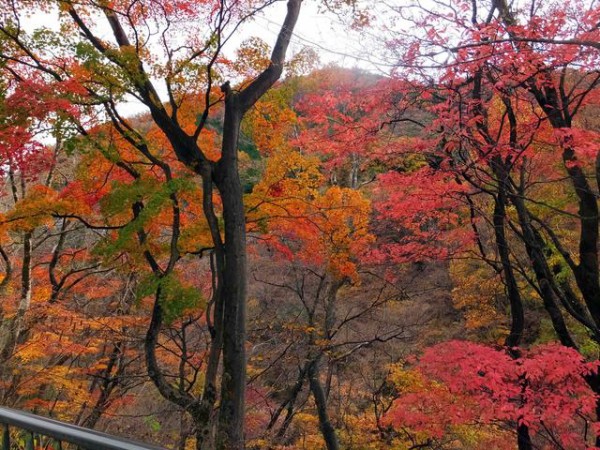 名勝 吾妻峡 渓谷紅葉ハイキング 漫歩人の戯言