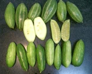 パルワルとティンドラ しきち アジア生活 バンガロール編