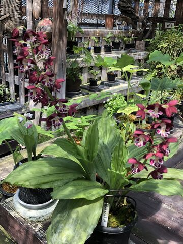 エビネ展示始まってます 四国山草園 徳島より For You
