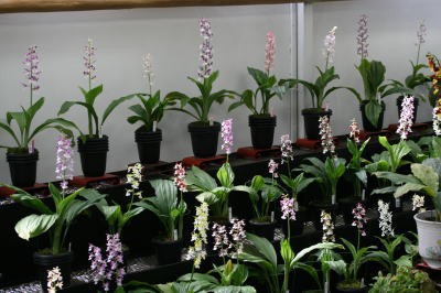 今朝のエビネ 園主の横でひとりごと