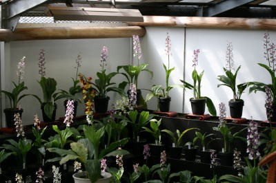 今朝のエビネ 園主の横でひとりごと