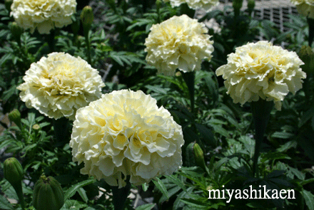 白い花のマリーゴールド シクラメン生産直売 宮子花園