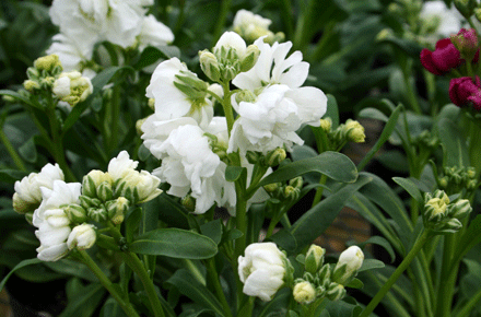 春の白い花の寄せ植え シクラメン生産直売 宮子花園