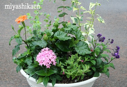 初夏のカラフルな寄せ植え 真夏も元気に花を咲かせます シクラメン生産直売 宮子花園