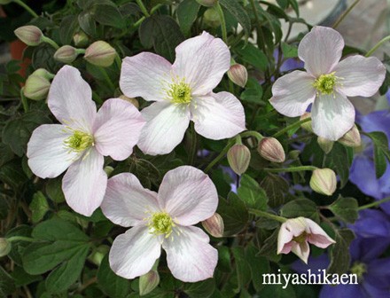 淡いピンクのクレマチス クリソコマ シクラメン生産直売 宮子花園