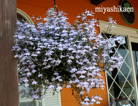 アズーロコンパクトは 一株でこのボリュームです シクラメン生産直売 宮子花園