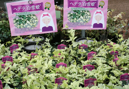 清楚な寄せ植えにおススメの ヘデラ 白雪姫 入荷しました シクラメン生産直売 宮子花園