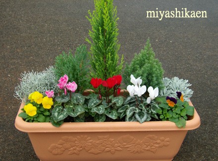 ガーデンシクラメンとビオラ絶好調です シクラメン生産直売 宮子花園