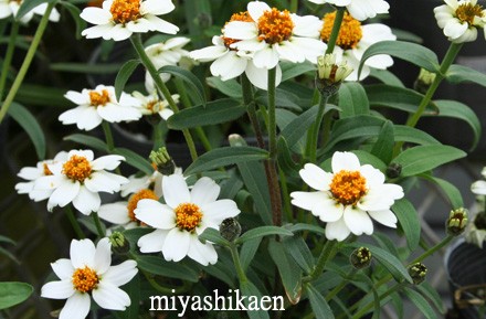百日草より小型で多花性のジニアプロフュージョン シクラメン生産直売 宮子花園