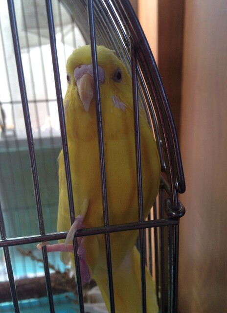 きれいになりました インコと私のほんわか日記