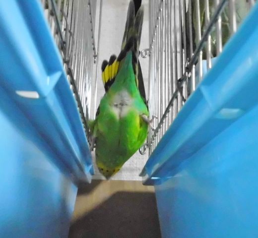 段ボールかじり 換羽 インコと私のほんわか日記