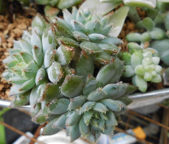 屋外の多肉植物 インコと私のほんわか日記