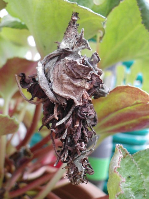 みのむしの観察記録 インコと私のほんわか日記 みのむしの観察記録 インコと私のほんわか日記