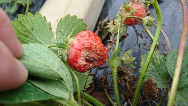 いちご ダンゴムシの食害 雨上がりの空の下