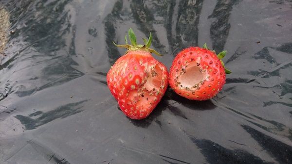 いちご ダンゴムシの食害 雨上がりの空の下 いちご ダンゴムシの食害 雨上がりの空の下