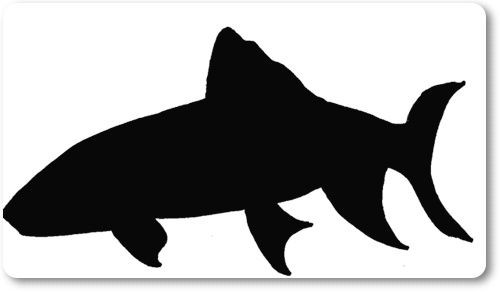 これじゃ鮎じゃなくてオイカワだよ 雨上がりの空の下