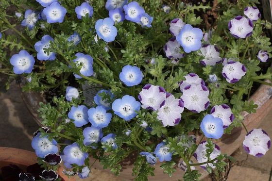 こぼれ種 種まきで増える花 しもつけオープンガーデンクラブ こぼれ種 種まきで増える花 しもつけオープンガーデンクラブ
