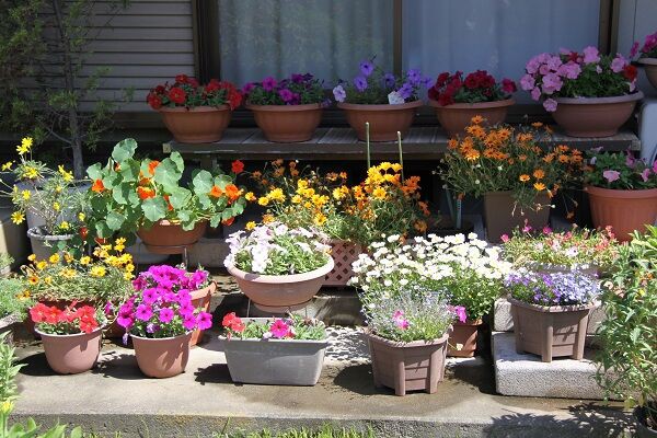 ブログでオープンガーデン ２ ｆ ｓ邸 しもつけオープンガーデンクラブ