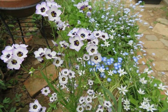 こぼれ種 種まきで増える花 しもつけオープンガーデンクラブ