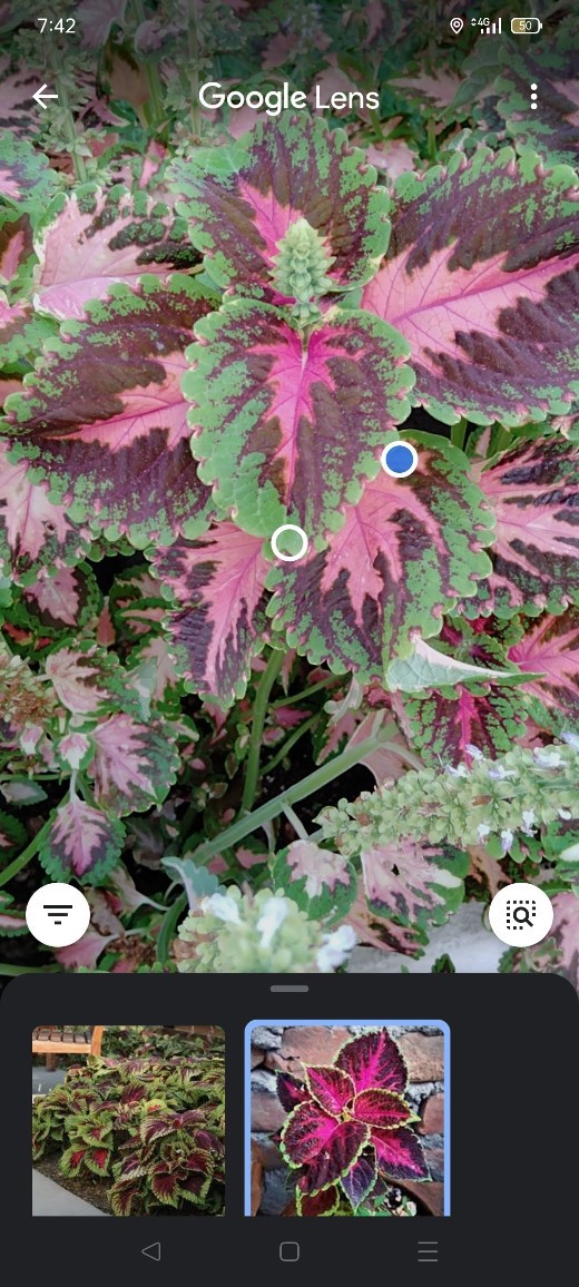 Googleレンズってメチャ便利 Pentax Heaven