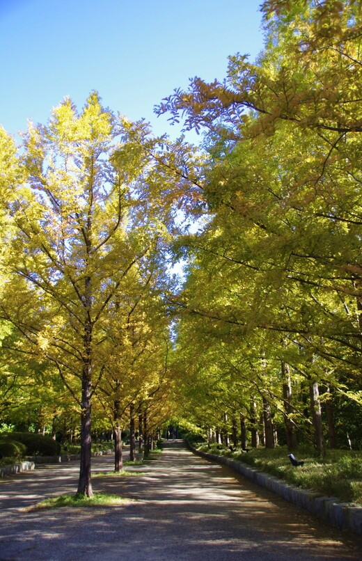 神戸市立森林植物園の紅葉 Pentax Heaven