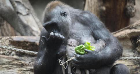 好雪片片 不落別処 亡くなった子供を抱き続けるゴリラのお母さんたち ひかたま 光の魂たち