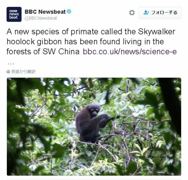 フーロック手長猿