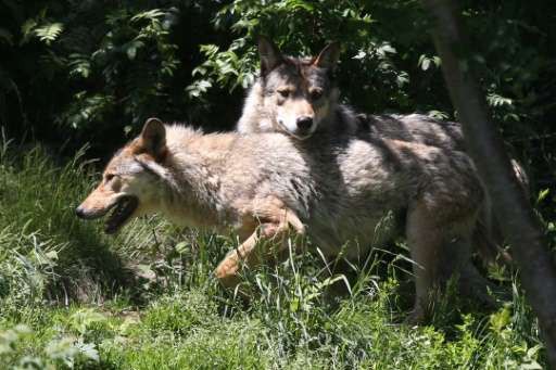 神なるオオカミ フランスで絶滅危惧種オオカミの駆除 ひかたま 光の魂たち