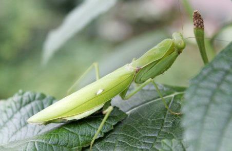 宿主の脳を操る寄生虫 ハリガネムシからトキソプラズマまで ひかたま 光の魂たち