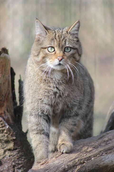 山猫