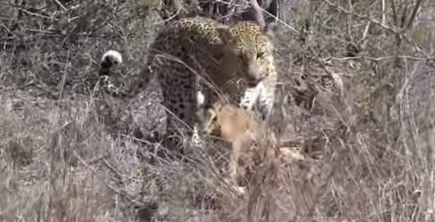 野生のレパード ひかたま 光の魂たち