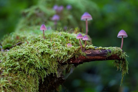 聖なるキノコ 合法化が進む天然の幻覚植物の使用 ひかたま 光の魂たち