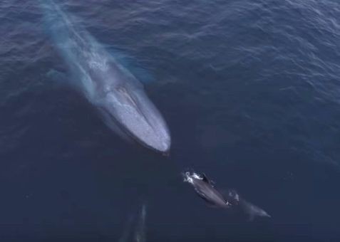 シロナガスクジラの親子とイルカ ひかたま 光の魂たち