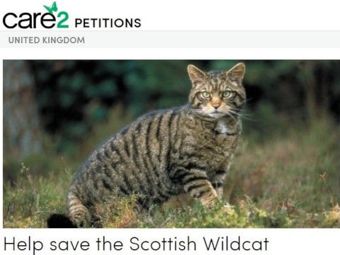 絶滅に瀕するスコティッシュワイルドキャットを救う署名 ひかたま 光の魂たち