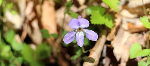 スミレと宅配便 ひかたま 光の魂たち