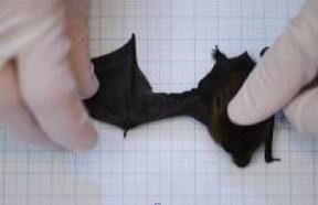 翼の破れたコウモリの驚くべき自己治癒力 ひかたま 光の魂たち