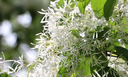 ヒトツバタゴ 歴史を語る植物たち ひかたま 光の魂たち