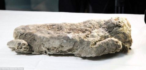 5万年前のホラアナライオン復活の試み ひかたま 光の魂たち