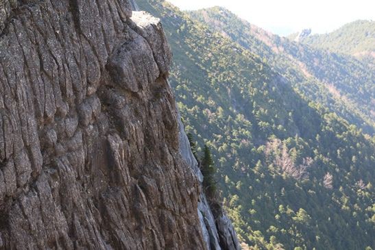 驚くべき山羊の能力 ひかたま 光の魂たち