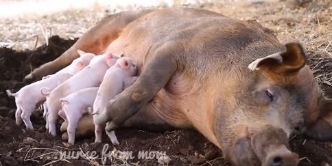 勇気 生まれてくる子供たちのために決死の脱走したリタ ひかたま 光の魂たち